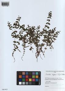 Cruciata glabra subsp. krylovii (Iljin) E.G.Naumova, Siberia, Altai & Sayany Mountains (S2) (Russia)