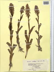 Dactylorhiza incarnata subsp. cilicica (Klinge) H.Sund., Middle Asia, Pamir & Pamiro-Alai (M2) (Tajikistan)