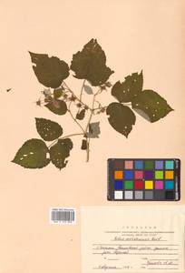 Rubus idaeus subsp. melanolasius Focke, Siberia, Russian Far East (S6) (Russia)