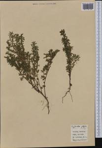 Euphorbia peplus L., Western Europe (EUR) (Italy)