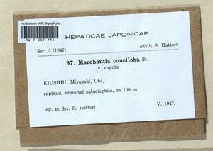 Marchantia papillata subsp. grossibarba (Steph.) Bischl., Bryophytes, Bryophytes - Asia (outside ex-Soviet states) (BAs) (Japan)