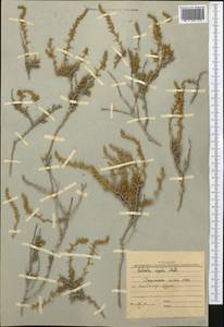 Nitrosalsola orientalis (S. G. Gmel.) Theodorova, Middle Asia, Northern & Central Kazakhstan (M10) (Kazakhstan)