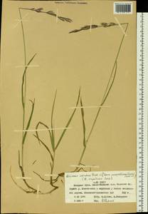 Bromus pumpellianus Scribn., Siberia, Western Siberia (S1) (Russia)