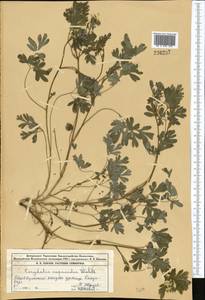 Corydalis capnoides (L.) Pers., Middle Asia, Northern & Central Tian Shan (M4) (Kazakhstan)