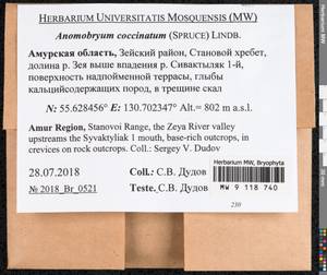 Anomobryum concinnatum (Spruce) A. Jaeger, Bryophytes, Bryophytes - Russian Far East (excl. Chukotka & Kamchatka) (B20) (Russia)