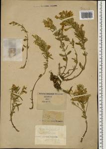 Dracocephalum multicaule Montbret & Aucher ex Benth., Caucasus (no precise locality) (K0)