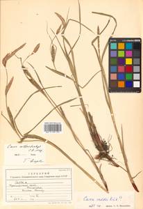 Carex atherodes Spreng., Siberia, Russian Far East (S6) (Russia)