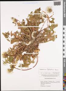 Taraxacum falcatum Brenner, Eastern Europe, Middle Volga region (E8) (Russia)