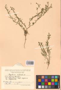 Lepidium ruderale L., Eastern Europe, Middle Volga region (E8) (Russia)