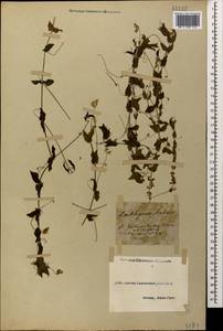 Lathyrus aphaca L., Caucasus, Abkhazia (K4a) (Abkhazia)
