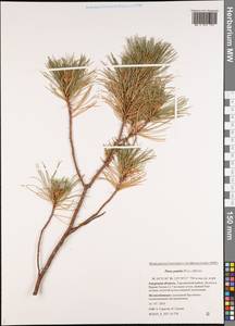 Pinus pumila (Parl.) Regel, Siberia, Russian Far East (S6) (Russia)