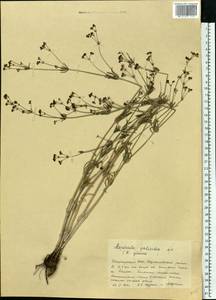 Galium xeroticum (Klokov) Pobed., Eastern Europe, Eastern region (E10) (Russia)
