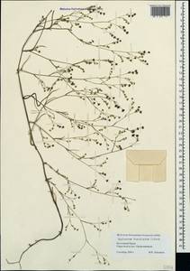 Bupleurum brachiatum C. Koch ex Boiss., Crimea (KRYM) (Russia)