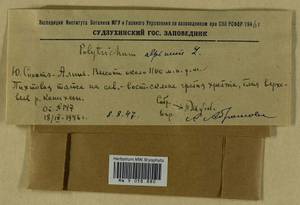 Polytrichastrum alpinum (Hedw.) G.L. Sm., Bryophytes, Bryophytes - Russian Far East (excl. Chukotka & Kamchatka) (B20) (Russia)