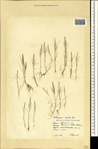 Catapodium rigidum (L.) C.E.Hubb., Crimea (KRYM) (Russia)