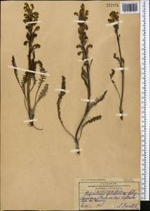 Pedicularis dolichorhiza Schrenk, Middle Asia, Pamir & Pamiro-Alai (M2) (Kyrgyzstan)