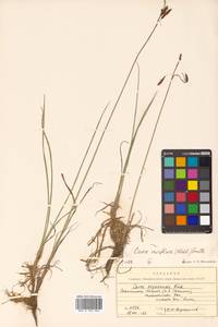 Carex rariflora (Wahlenb.) Sm., Siberia, Russian Far East (S6) (Russia)