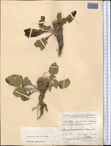 Klasea lyratifolia (Schrenk) L. Martins, Middle Asia, Pamir & Pamiro-Alai (M2) (Tajikistan)