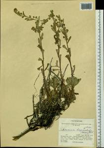 Artemisia lagocephala (Fisch. ex Besser) DC., Siberia, Chukotka & Kamchatka (S7) (Russia)