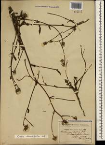 Crepis foetida subsp. rhoeadifolia (M. Bieb.) Celak., Crimea (KRYM) (Russia)