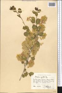 Atraphaxis pyrifolia Bunge, Middle Asia, Western Tian Shan & Karatau (M3) (Uzbekistan)