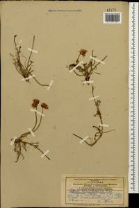 Phedimus spurius subsp. oppositifolius (Sims) L. Gallo, Caucasus, Armenia (K5) (Armenia)