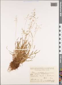 Poa annua L., Caucasus, Georgia (K4) (Georgia)