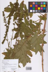 Agrimonia procera Wallr., Eastern Europe, Central region (E4) (Russia)