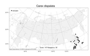 Carex dispalata Boott, Atlas of the Russian Flora (FLORUS) (Russia)