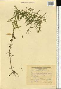 Achillea ptarmica subsp. ptarmica, Eastern Europe, North Ukrainian region (E11) (Ukraine)