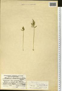 Botrychium lanceolatum (S. G. Gmel.) Ångstr., Siberia, Central Siberia (S3) (Russia)