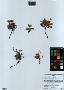 Potentilla acaulis L., Siberia, Altai & Sayany Mountains (S2) (Russia)