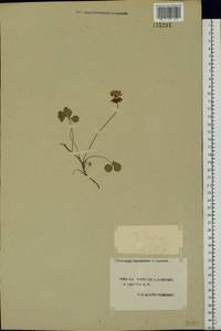 Trifolium repens L., Eastern Europe, South Ukrainian region (E12) (Ukraine)