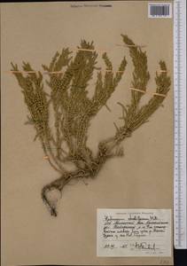 Halocnemum strobilaceum (Pall.) M. Bieb., Middle Asia, Caspian Ustyurt & Northern Aralia (M8) (Kazakhstan)