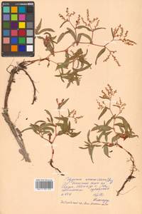 Koenigia ajanensis (Regel & Tiling) J.H.Xue, Chepinoga & K.P.Ma, Siberia, Russian Far East (S6) (Russia)