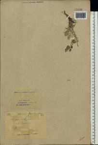 Oxytropis floribunda (Pall.)DC., Eastern Europe, Eastern region (E10) (Russia)