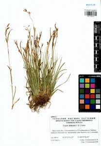 Carex delicata C.B.Clarke, Siberia, Baikal & Transbaikal region (S4) (Russia)