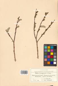 Salix kangensis Nakai, Siberia, Russian Far East (S6) (Russia)