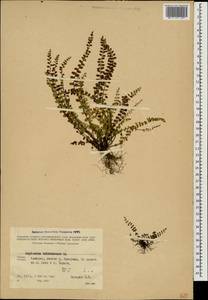 Asplenium trichomanes L., Caucasus, Georgia (K4) (Georgia)