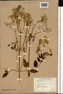 Clematis recta L., Eastern Europe, North Ukrainian region (E11) (Ukraine)