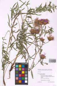 Centaurea, Eastern Europe, Central forest-and-steppe region (E6) (Russia)