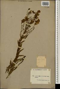 Linaria genistifolia (L.) Mill., Caucasus, Armenia (K5) (Armenia)