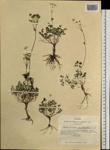 Thalictrum petaloideum L., Siberia, Altai & Sayany Mountains (S2) (Russia)