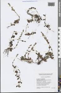 Veronica serpyllifolia L., Eastern Europe, Central forest-and-steppe region (E6) (Russia)