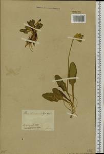 Primula veris subsp. macrocalyx (Bunge) Lüdi, Siberia, Central Siberia (S3) (Russia)
