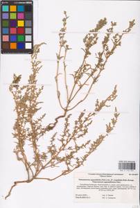 Petrosimonia oppositifolia (Pall.) Litv., Eastern Europe, Lower Volga region (E9) (Russia)