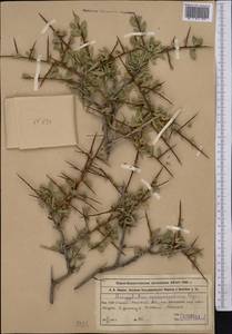 Prunus spinosissima (Bunge) Franch., Middle Asia, Western Tian Shan & Karatau (M3) (Kazakhstan)