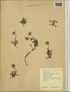 Chrysanthemum mongolicum Y. Ling, Siberia, Central Siberia (S3) (Russia)