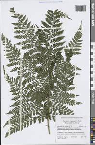 Dryopteris expansa (C. Presl) Fraser-Jenk. & Jermy, Siberia, Russian Far East (S6) (Russia)