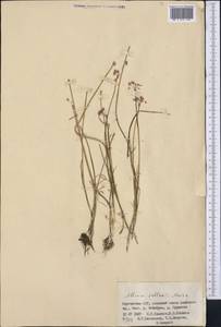 Allium pallasii Murray, Middle Asia, Pamir & Pamiro-Alai (M2) (Kyrgyzstan)